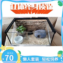 Transparent climbing pet glass feeding box BAO WEN gecko lizard pet glass jar breathable mane lion lizard lazy suit