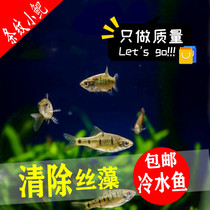 Cold Water Aquarium Fish Local Striped Barb Fish Unheated Cold water Fish Zebrafish Native Fish Lamp Fish Freshwater Fish