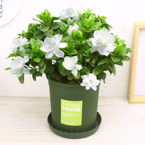 Gardenia Flower Potted Flowers with flower buds Blossom All Season Blossom Strong Aroma Flowers Aroma Good Smelling of the Desktop Flower Courtyard New Hand Good