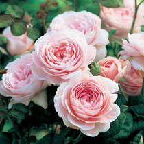 Austin shrub big flower strong fragrance Hong Yue imported grafted rose multi-season flowering Swedish Queen rose flower