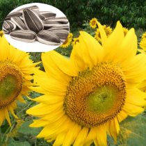 Sunflower seeds big melon seeds edible oil sunflower seeds extra large plates high poles courtyard outdoor spring and autumn