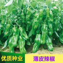 Thin-skinned pepper seeds vegetable seeds Four Seasons garden sowing wrinkled peppers green peppers early maturity disease resistance and high yield