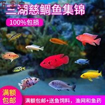 Tropical fish small ornamental freshwater three lakes cichlid novice African Prince misbream novice snapper fish horse Bream live