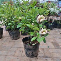 Four seasons smiling flower seedlings potted fragrant living room indoor flowers flower plants garden saplings aromatic