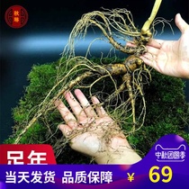 Wild forest ginseng fresh Jilin Changbai Mountain specialty 15 years 20 years non-wild ginseng old ginseng gift box gift