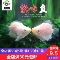 Kissing fish kissing fish living kissing fish living ornamental fish Kissing Fish Kissing Fish Kissing Fish