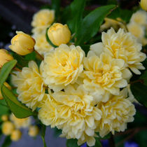 Yellow Wood fragrant flower seedlings white wood fragrant flower seedlings climbing vine plants flower seedlings potted garden balcony flowers good flower seedlings