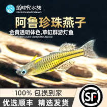 Aru Type Orange Pearl Swallow Fish Neon Blue Back Orange Red Swallow Mermaid Mermaid Vat Small Tropical Fish Living