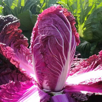 Qianbao vegetable purple cabbage seeds purple Chinese cabbage seeds non-genetically modified organic special vegetables