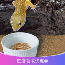 Climbing pet repert ceramic eating basin lizard BAO WEN guard mane lion bread worm barley insect