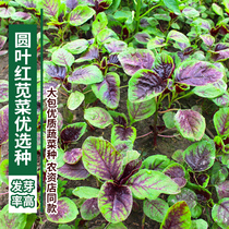 Changfeng round leaf red amaranth seeds red rice amaranth Chinese vegetables green vegetables balcony vegetables potted high temperature resistant Four Seasons wild rapeseed