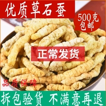 Grass Stone Silkworm Tea Ground Silkworm Zellan Root Dry Goods Chinese Herbal Medicine Shop 500g Native Winter Caterpillar Chinese Herbal Medicine