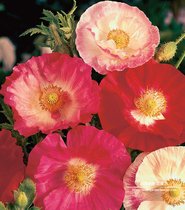 (Seed)Annual Shelly poppy Shelly semi-double mixed color 20 pieces