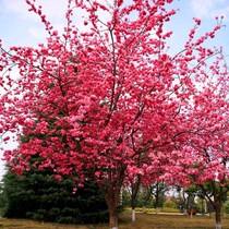 Authentic Japanese cherry blossom saplings courtyard late cherry planting landscape trees potted plants landscape trees large green seedlings