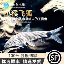 Fish era] Little Monkey Flying Fox Freshwater Grass Vat Ornamental Fish Living specializes in Algae Bloom Algae starstar tool fish