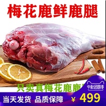 Jilin sika deer leg whole venison Fresh 10 Jin fresh venison with hooves fresh ready-to-eat New year goods gift