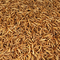 High quality bread worm yellow mealworm dry bird food bird food hamster food squirrel food 50G