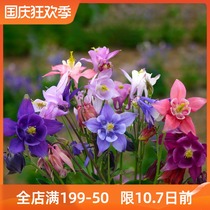 Double-petal kucalyptus flower seed seedlings small flower seedlings perennial Four Seasons flowering indoor and outdoor balcony garden potted plants