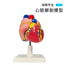 Natural Model Teaching Model Cardiac Medicine Removable 1 Simulation 1: Anatomy Large Model Standard Heart