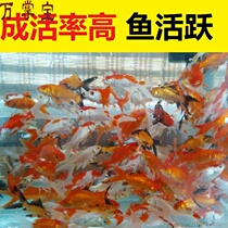 Ornamental fish cold water fish fresh water small fish small goldfish live good living gold koi Butterfly tail (fishing small fish