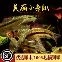 Aquarium Township] Red bellied beautiful small Loach cold water fish Chinese native ornamental scavenger garbage tool fish live