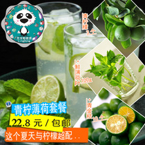 Fresh 3 green lemons 10 small green gold orange 100g mint leaves overvalued combined loading Sichuan-Chongqing