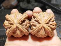 Wenwen walnut century-old tree shaped four-sided four-sided white lion head boutique Bodhi triangulate special four-seat building