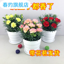 Carnation potted flowers and seedlings Four seasons flowering Garden balcony plants Indoor with buds four seasons good flowers green plants