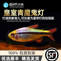 Royal Green Devil Light Fish Tropical Fish Grass Vat Group Tours High-end South America Seven Colorful Devil Fish Brazil Imported Fish Live