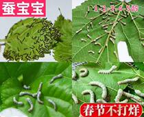 Tender Mulberry Leaf Fresh Spring Silkworm Silkworm silkworm Ant tool Net feed summer silkworm colored mulberry leaf ovalization box adoption