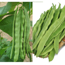 Green kidney bean seeds oil beans lentils early-maturing high-yielding beans seeds garden pastoral