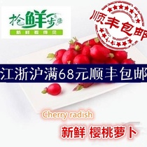 Fresh vegetables Mini radish Cherry radish Small red round radish 500g Jiangsu Zhejiang and Shanghai 5 kg