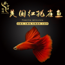 Blood Red Peacock Fish American Red Peacock Fish Small Tropical Ornamental Fish Pair of Breeding Group Pack Live Ice Blue Bluegrass Tail