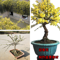 Welcome spring flower bonsai courtyard climbing balcony hanging plant bonsai material Yunnan Huangxin yellow small leaves to greet spring flowers