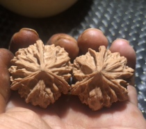 Pure Wild Burreed Lion Head Boutique is running for walnut white lion small size all-pint without repair for four seats