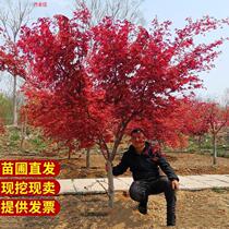 Red Maple Ji Red Maple Bonsai Potted Maple All Season Red Chinese Courtyard Greenery Red Maple Fry