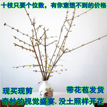 Dry flowers water for wintersweet flowers branches plum real flowers flower soaked in water flowering of gan zhi flowers article gan zhi