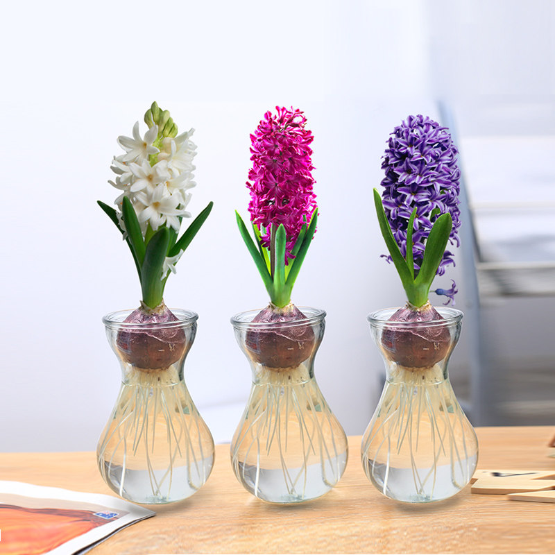 Flowers potted plants suitable for indoor kinds of flowers big All kinds of balls pelvic flower plant hydropony letter tabletop small