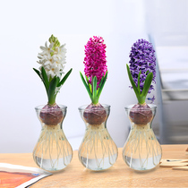 Flowers potted plants suitable for indoor kinds of flowers big All kinds of balls pelvic flower plant hydropony letter tabletop small