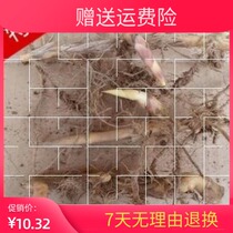  Bamboo seed roots Four seasons Green bamboo seedlings Bamboo seedlings with soil roots Green bamboo roots Bamboo potted Buddha belly bamboo