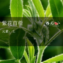 Purple flower clover