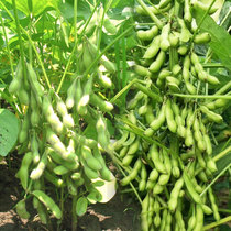 Big pod vegetable edamame seed seed seed farmer green yellow soybean high yield fresh food Four Seasons early maturing special early spring vegetable