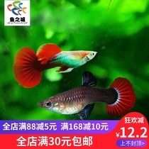 Guppy Guppy Live Brazilian Guppy Brazilian red fan Guppy Red and blue flower Guppy Tropical fish
