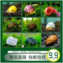 Ornamental snails Algae removal Freshwater Pets Apple Snails Gold Snails Mysterious Snails Zebra Snails Black King Kong Killer Snails Bee Snails