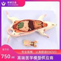 Organ Anatomy model of ENOVO mice Shape observation and internal anatomy of mice