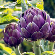 American green Artichoke seed French Lily vegetable seed chrysanthemum four seasons autumn and winter potted vegetable seed artichoke