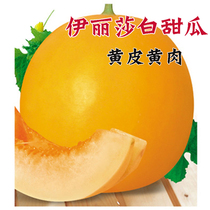 Elizabeth melon seeds early maturing yellow skin super sweet cantaloupe seeds disease resistance high yield spring sown vegetables fruit seeds