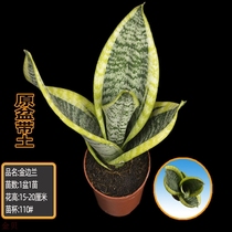 Tiger Piran plants indoor formaldehyde purification Air big gold edge Lotus Hani tiger tail orchid naked seedlings potted green plants