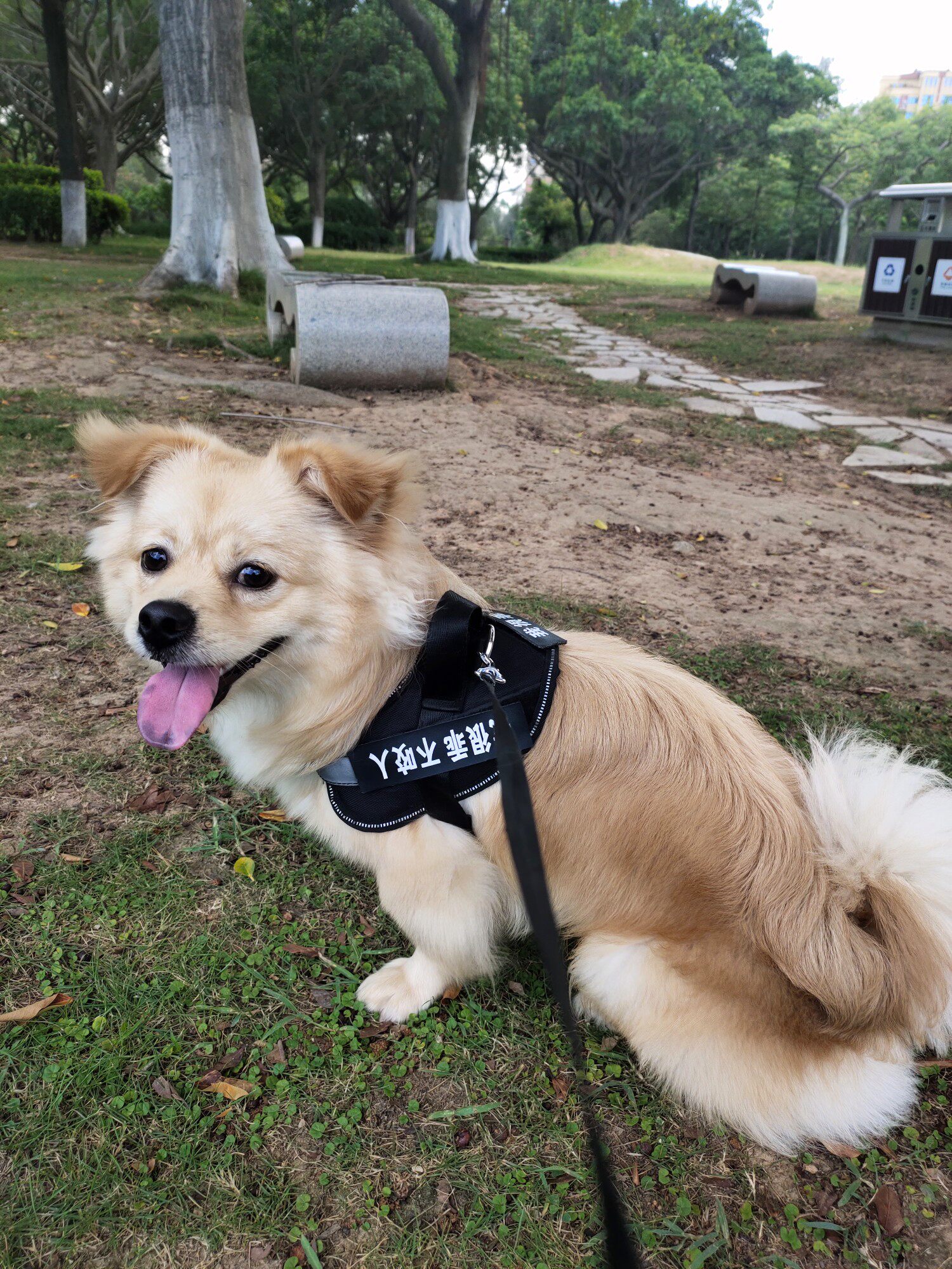 凯锐思犬主粮口碑怎样？详细解密有谁用过？