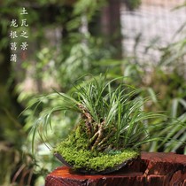 Mountain Ye Ya Ju Tians scenery of the cattail fragrant Dragon calamus born in the tile Tea Table Office green plant